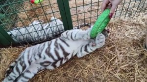 Опасные лапы