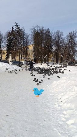 Голубь на районе #голубь #птицы