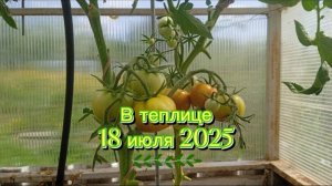 18 июля 2025, что у меня в теплице