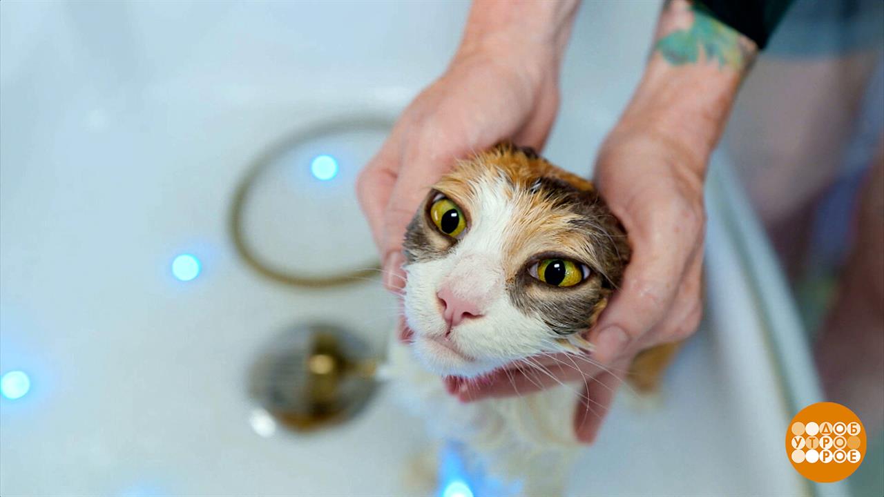 Кошки в жару: брить нельзя, купать! Доброе утро. Фрагмент выпуска от 28.07.2025