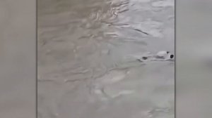 Случаи Перехватывающие Дыхание! Всё Снято на Камеру