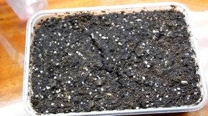 #1 Размножение спиреи семенами. Сбор семян, посев, всходы.