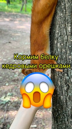 Не повторять! Кормить белку с рук небезопасно! #сезонконтентаRutube