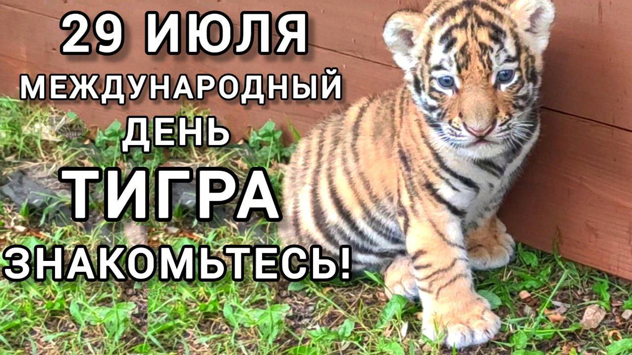 29 июля - Международный день ТИГРА. Знакомьтесь! Наши дальневосточные малыши! )) #Тигры