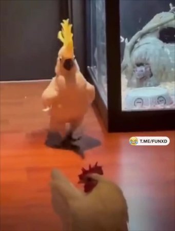 Когда ну очень понравилась курочка😁