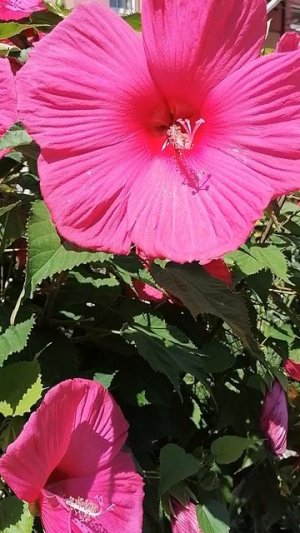 VID_20250727_124614.mp4