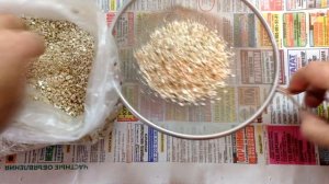 Лимонник китайский выращивание из семян от и до. Стратификация - первый этап.