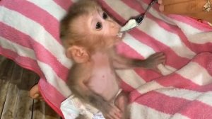 Обезьянка КРОШКА сиротка была В новой семье расцвела Ест КАШКУ из ложки Помыли Одели Милая ляпота