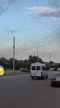 Вот как то так потом и происходит нашествие саранчи ...
