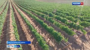 Из-за жары и других природных аномалий в Крыму все сельскохозяйственные культуры понесли потери