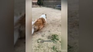 Deaf, Японец, сделавший пластическую операцию и ставший собакой 😳