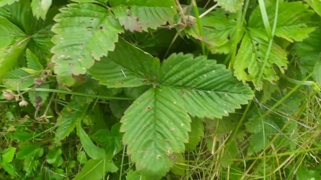 Начало путешествия. У сына дом и усадьба. смотреть онлайн