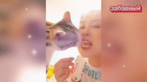 Смешные ПРИКОЛЫ С КОТАМИ! Приколы с котами!