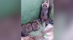 Застрявших в мусорке енотов спас житель Краснодарского края