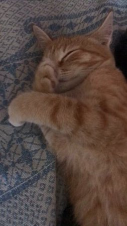 Котики