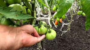 Мои одиннадцать сортов рассадных помидоров 29 июля