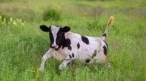 (УТРО В ДЕРЕВНЕ) УСПОКАИВАЮЩАЯ ОЧЕНЬ КРАСИВАЯ РАССЛАБЛЯЮЩАЯ МУЗЫКА