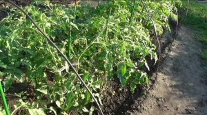 Все безрассадные помидоры завязали плоды 28 июля