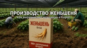 Выращивание женьшеня в Корее 🇰🇷