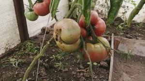 Крупноплодные сорта томатов в теплице