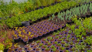 Плюсы и минусы питомниководства