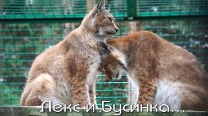 У  рысей Лекса и Бусинки  нежность в каждом прикосновении, а пободаться лбами - это оказать внимание