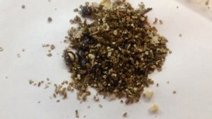 ❄ Тис ягодный. Выращивание из семян. Как прорастить семена.