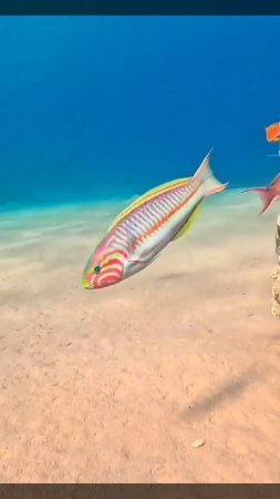 Ласка Клунцингера 🐠
