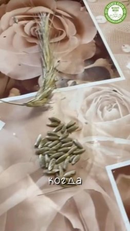 🌾 На Планете Коров — золотой урожай ржи! 🌱

Благодаря органическому земледелию, терпению и заботе