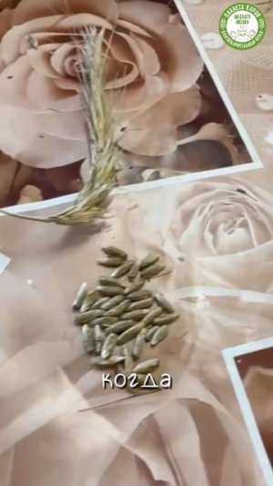🌾 На Планете Коров — золотой урожай ржи! 🌱

Благодаря органическому земледелию, терпению и заботе