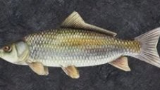 Как получить перчатки FISH & THE SCHLOB | Slap Battles Roblox