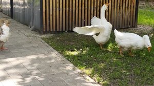 Не дают пройти! Гуси перегородили дорогу!