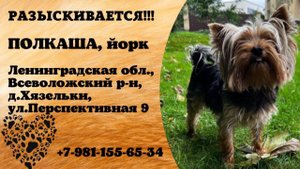 Пропала собака! ПОЛКАША, йорк. Ленинградская обл., Всеволожский р-н, д.Хязельки.
