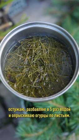 Огурцы плодоносят до морозов, если сделать так сейчас! Чем подкормить и обработать огурцы