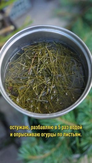 Огурцы плодоносят до морозов, если сделать так сейчас! Чем подкормить и обработать огурцы