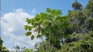 FULL VIDEO: 45 Days How to Design a Bamboo Kitchen, Harvest Vegetables, Goes to the market .ч1