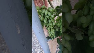 Прививки разных форм винограда на Изабелле