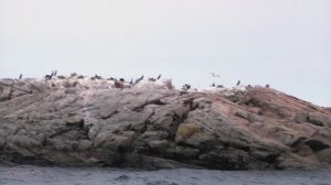 Карелия . Валаам (6) птичий остров