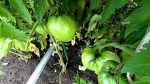 Мои три сорта безрассадных помидоров 29 июля