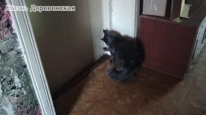 10-07-2025 Привыкание нового кота в нашей семье.Ох уж этот кот Дрон!