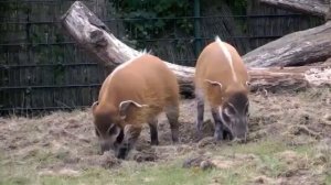 Красный речной вепрь (Potamochoerus porcus) обитает в Западной и Центральной Африке от Сенегала д...