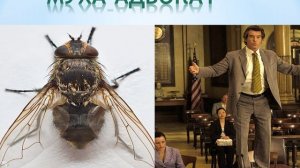 МУХА-АДВОКАТ