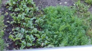Свекла и морковь растут на грядке в деревенском огороде, жизнь в деревне