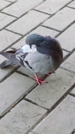 My Friend)). #pigeon #shorts