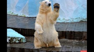 Беда со слухом