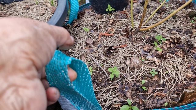 Что происходит с пересаженными вне времени саженцами голубики. смотреть онлайн