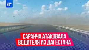 Саранча атаковала водителя из Дагестана