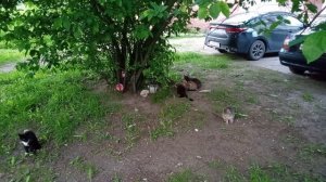 Уличные кошарики вышли покушать - 2 ^^