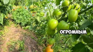 Обзор сортов томатов, конец июля