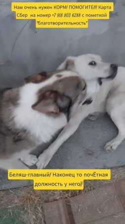 НАС100=99хвостиков+1человек!